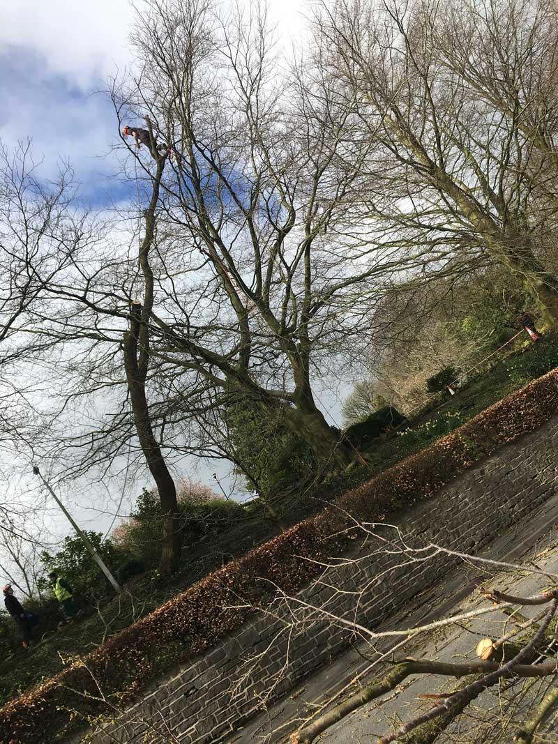 Dangerous tree in castle grounds